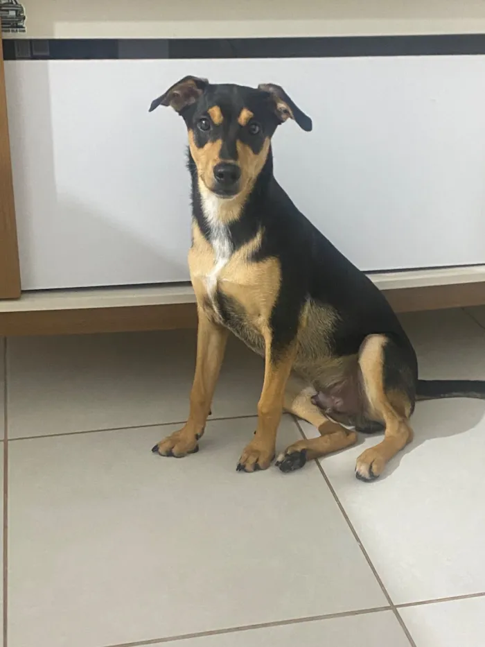 Cachorro raça SRD-ViraLata idade 7 a 11 meses nome Apollo