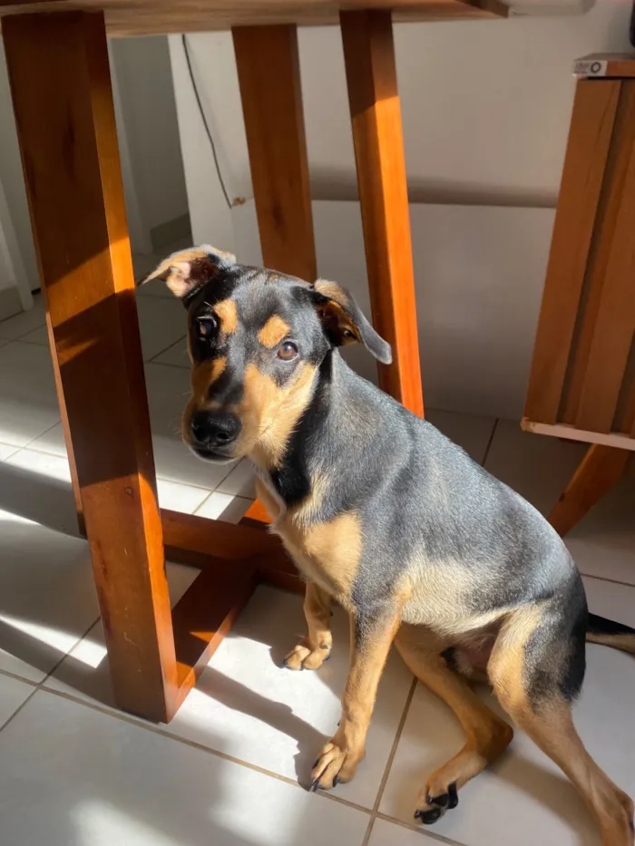 Cachorro raça SRD-ViraLata idade 7 a 11 meses nome Apollo