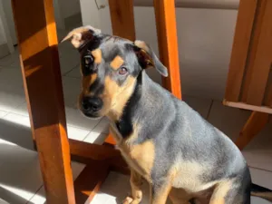 Cachorro raça SRD-ViraLata idade 7 a 11 meses nome Apollo