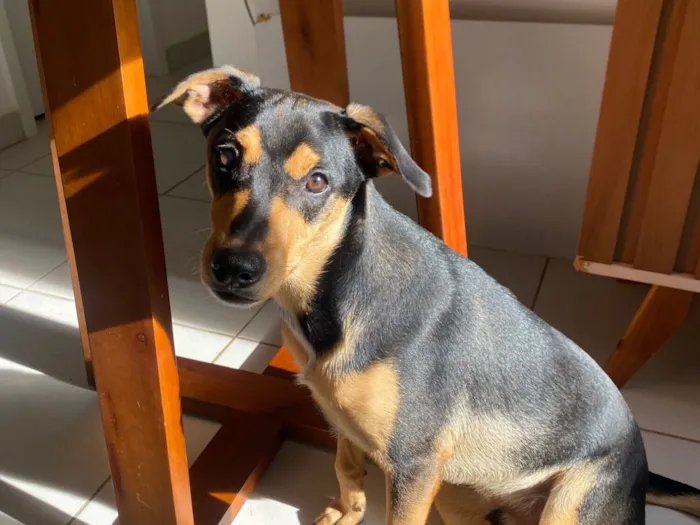 Cachorro raça SRD-ViraLata idade 7 a 11 meses nome Apollo