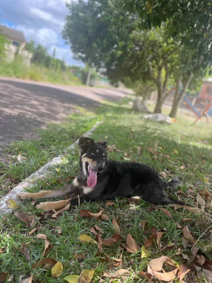 Cachorro raça SRD-ViraLata idade 1 ano nome Meu