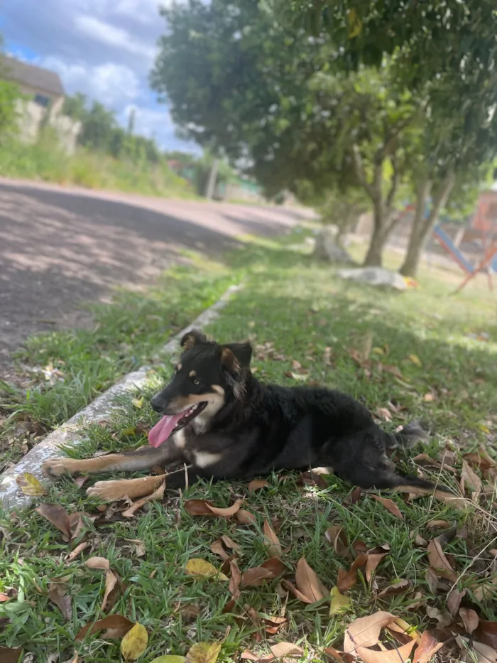 Cachorro raça SRD-ViraLata idade 1 ano nome Meu