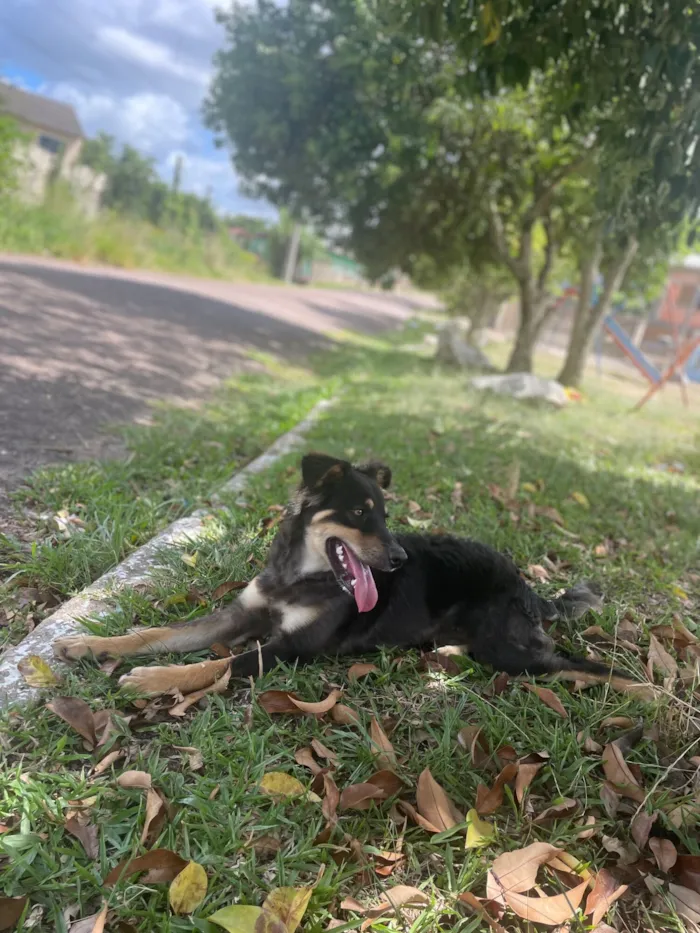 Cachorro raça SRD-ViraLata idade 1 ano nome Meu