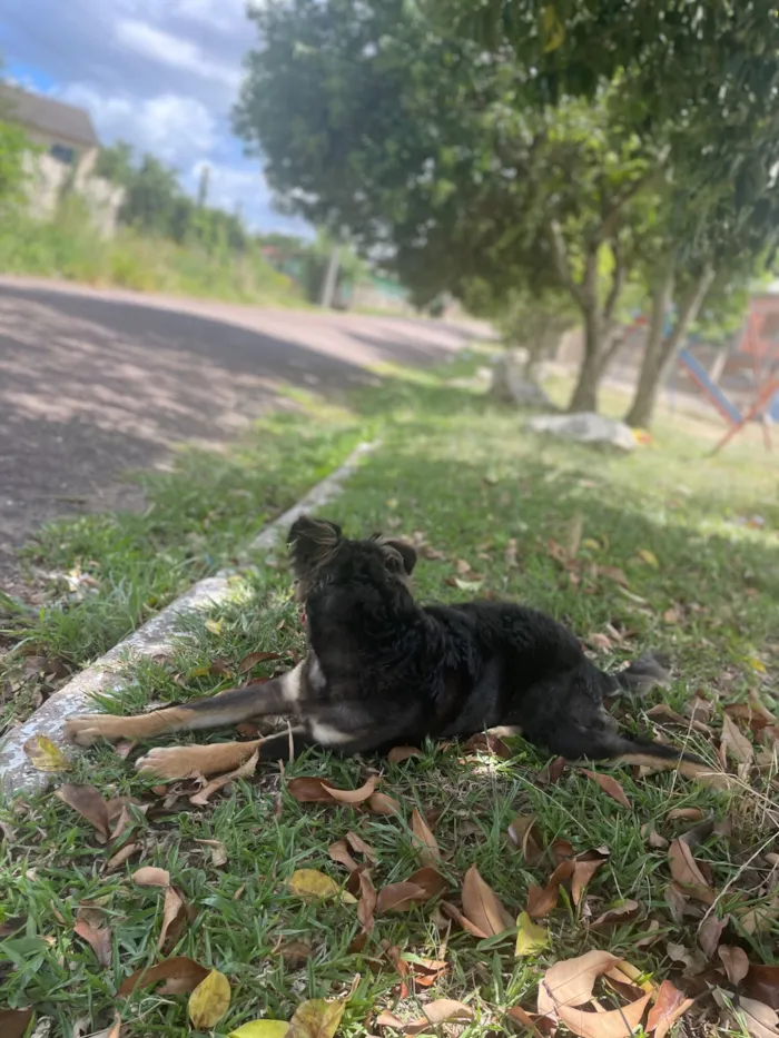 Cachorro raça SRD-ViraLata idade 1 ano nome Meu