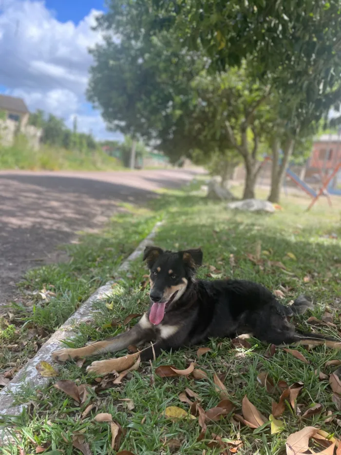 Cachorro raça SRD-ViraLata idade 1 ano nome Meu