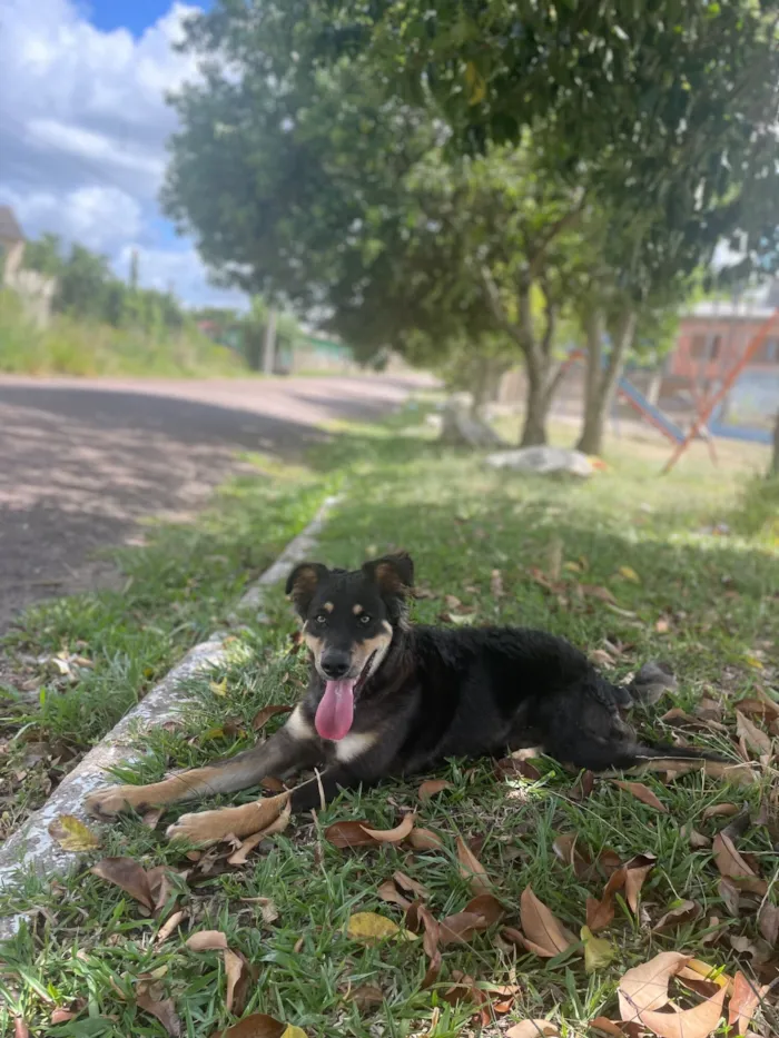 Cachorro raça SRD-ViraLata idade 1 ano nome Meu