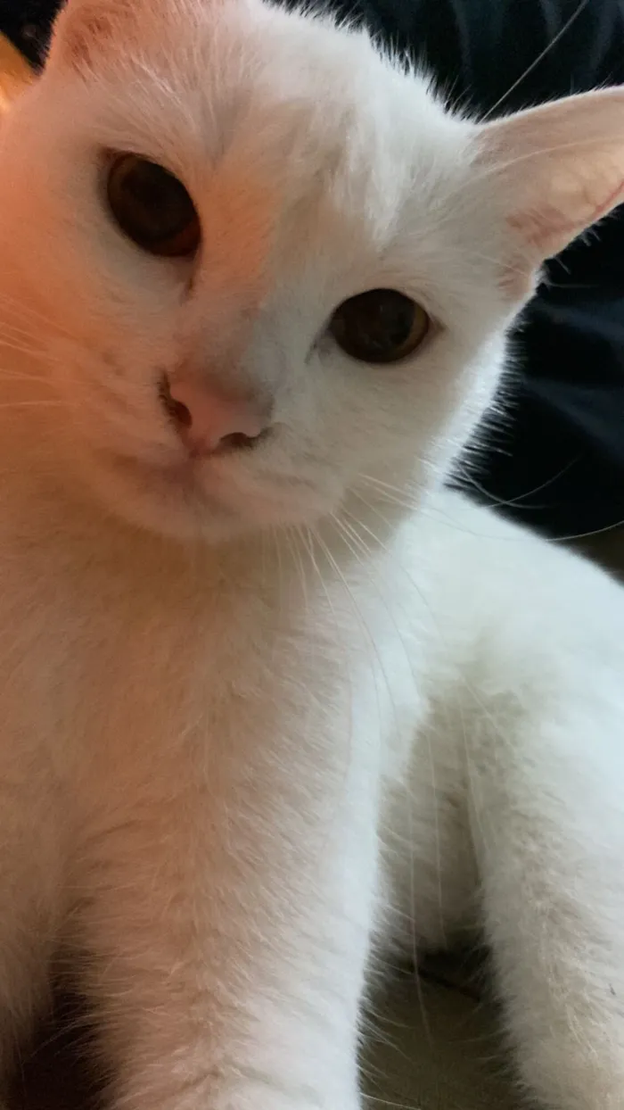 Gato raça SRD-ViraLata idade 2 a 6 meses nome Kate 