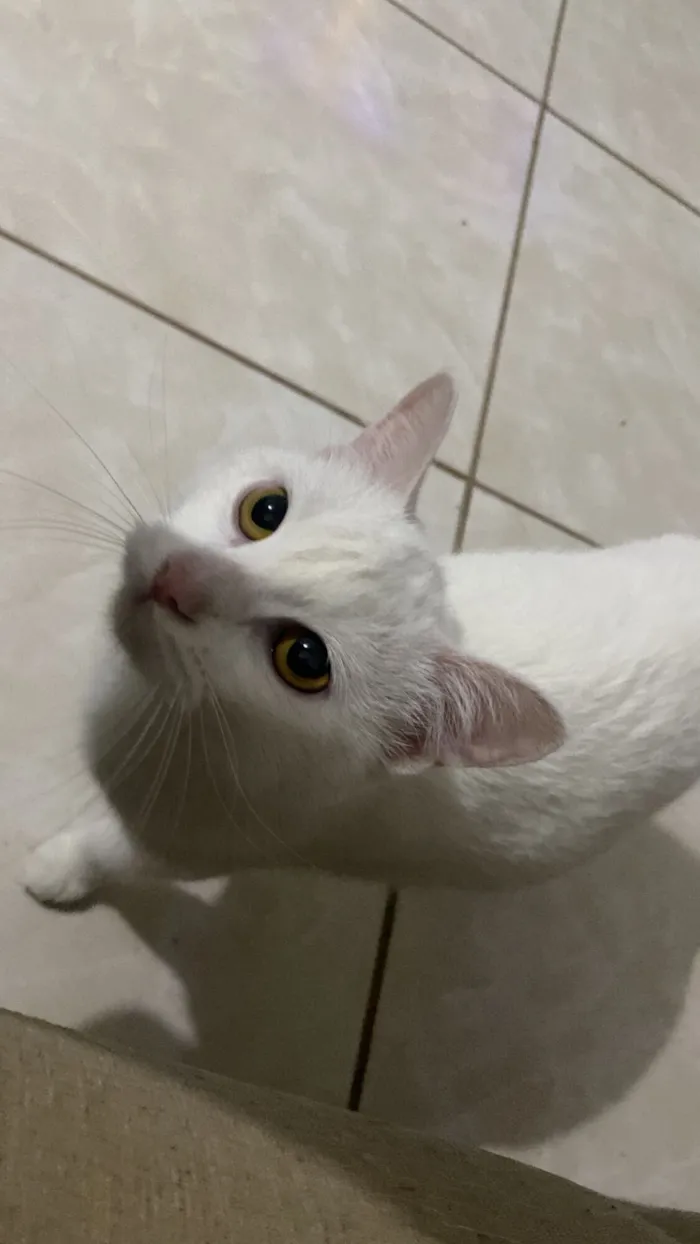 Gato raça SRD-ViraLata idade 2 a 6 meses nome Kate 