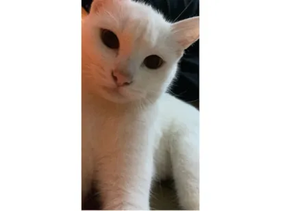 Gato raça SRD-ViraLata idade 2 a 6 meses nome Kate 