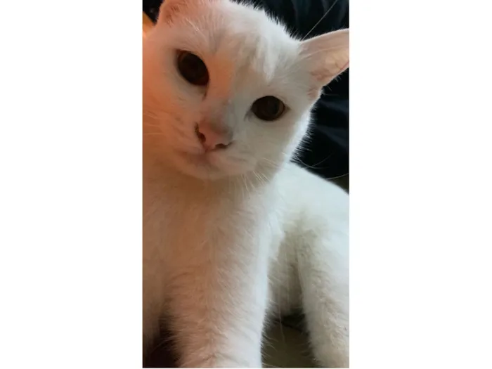 Gato raça SRD-ViraLata idade 2 a 6 meses nome Kate 