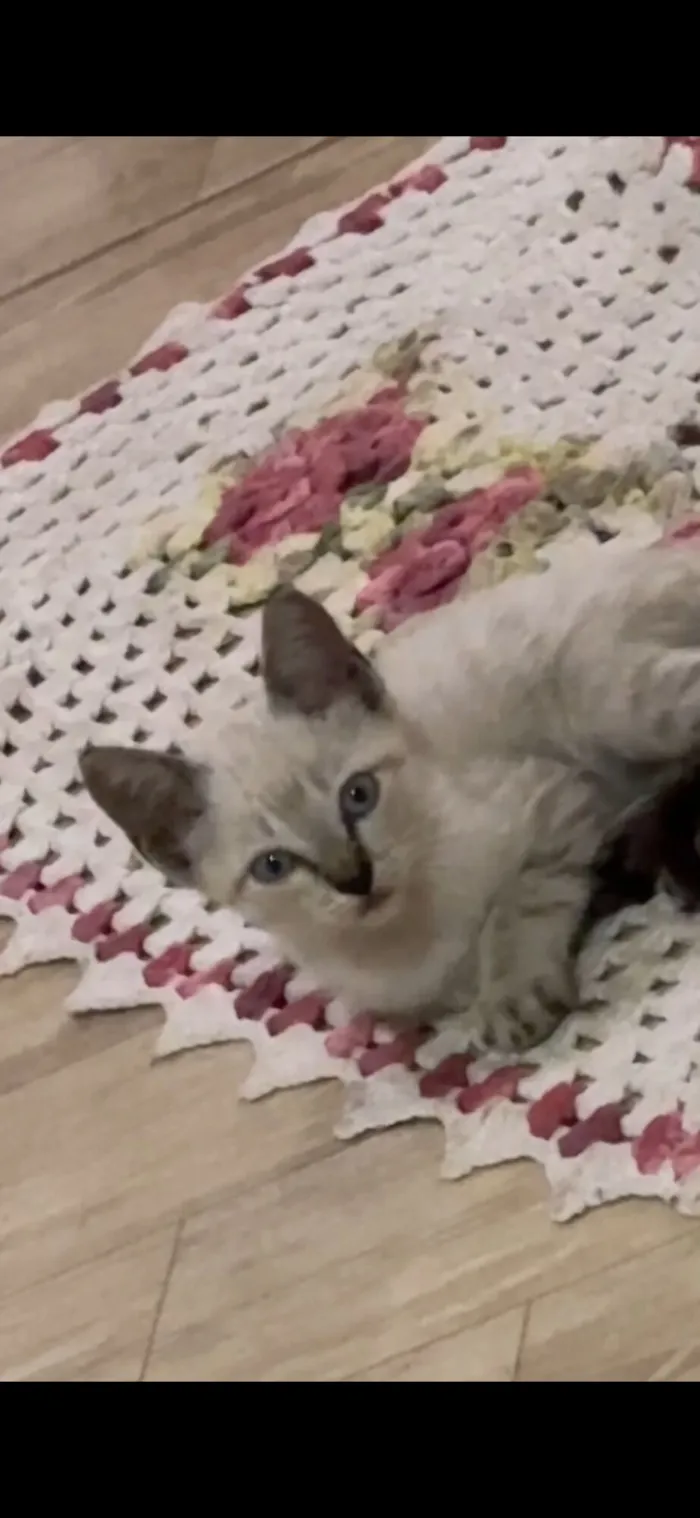 Gato raça Siamês idade 2 a 6 meses nome thorfinn