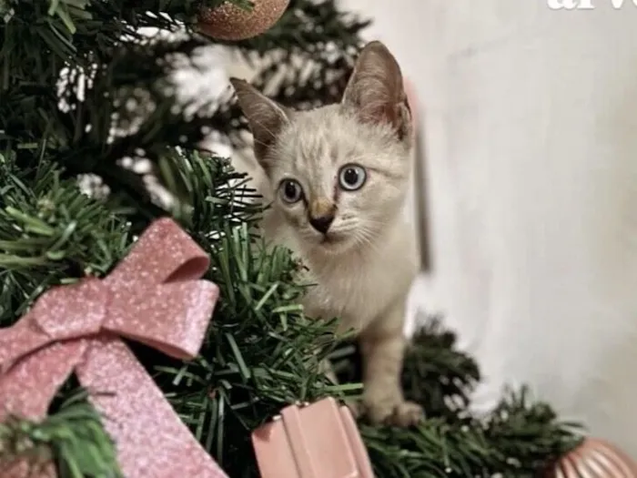 Gato raça Siamês idade 2 a 6 meses nome thorfinn