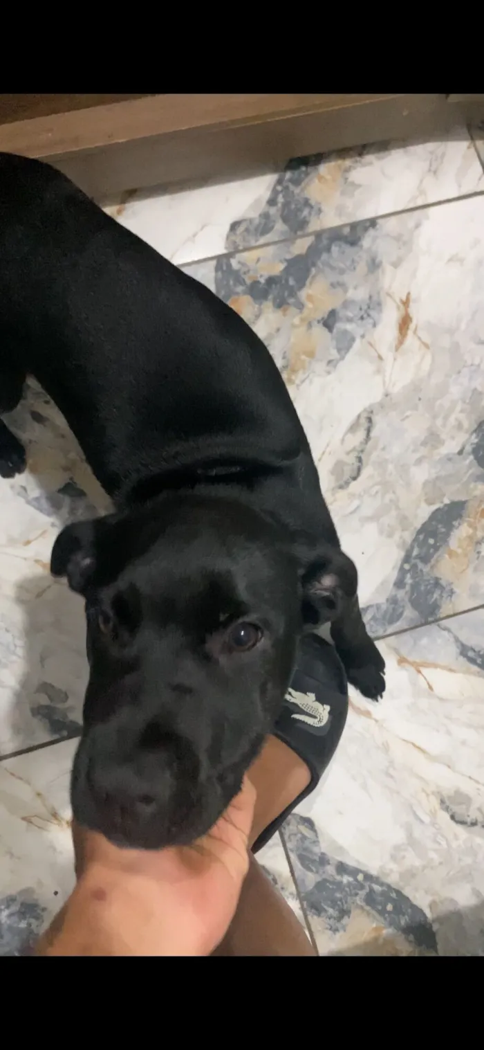 Cachorro raça SRD-ViraLata idade 2 a 6 meses nome ice