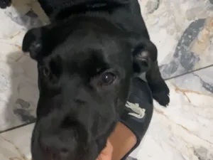 Cachorro raça SRD-ViraLata idade 2 a 6 meses nome ice