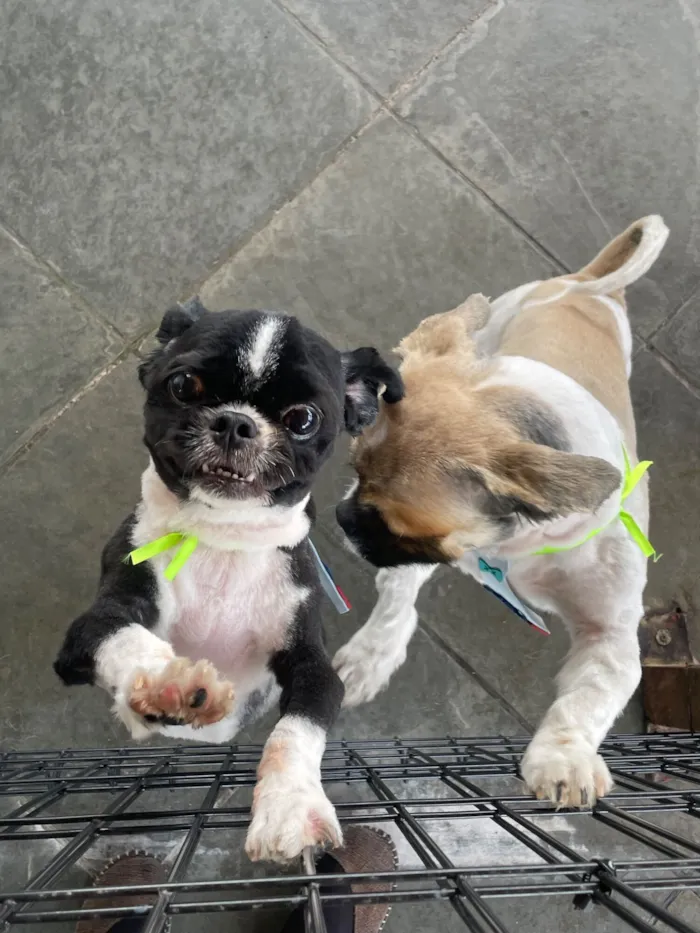 Cachorro raça Pequinês idade 7 a 11 meses nome nicki 