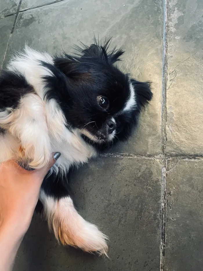 Cachorro raça Pequinês idade 7 a 11 meses nome nicki 