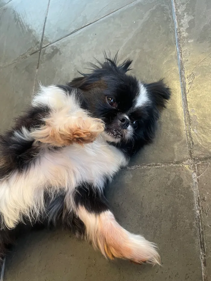 Cachorro raça Pequinês idade 7 a 11 meses nome nicki 