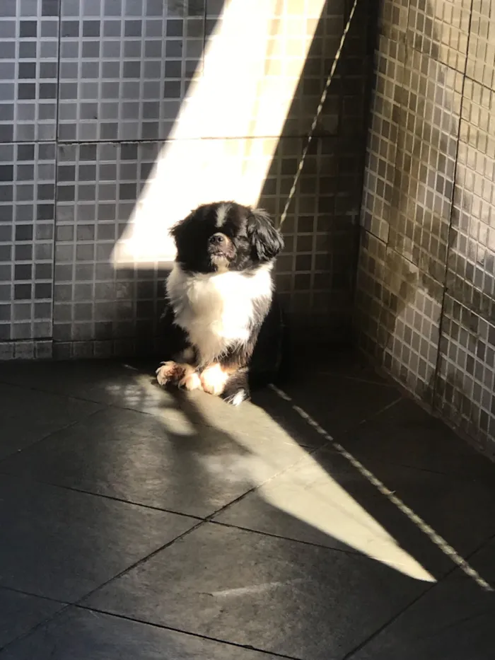 Cachorro raça Pequinês idade 7 a 11 meses nome nicki