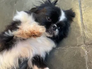 Cachorro raça Pequinês idade 7 a 11 meses nome nicki