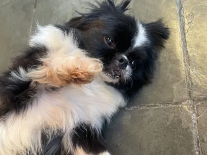 Cachorro raça Pequinês idade 7 a 11 meses nome nicki