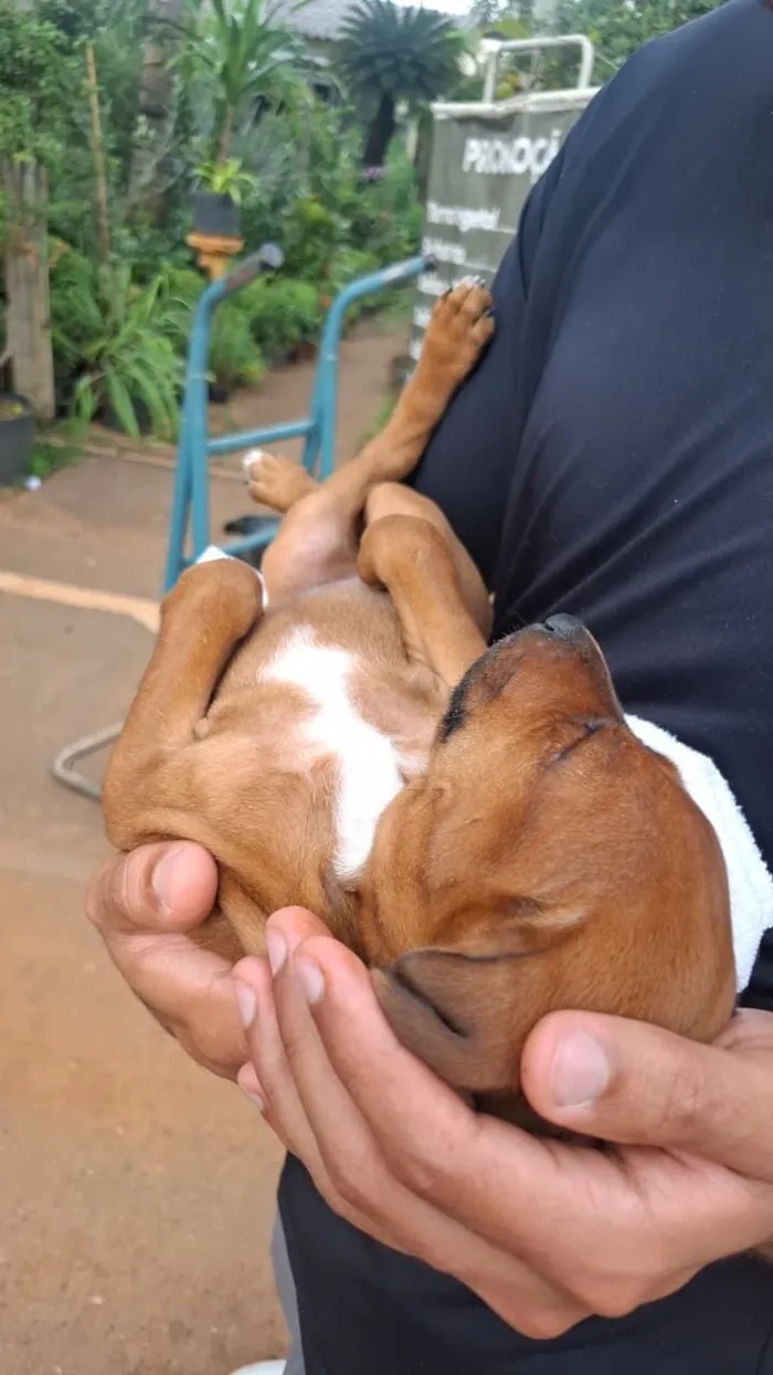 Cachorro raça SRD-ViraLata idade 2 a 6 meses nome pitomba