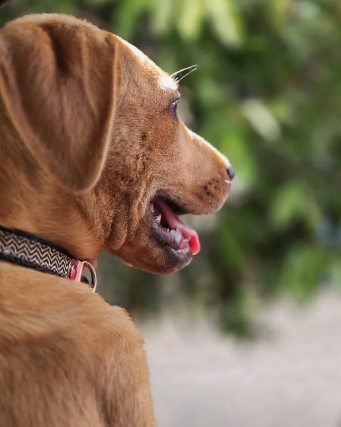 Cachorro raça SRD-ViraLata idade 2 a 6 meses nome pitomba
