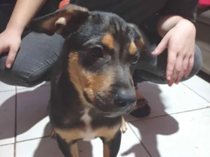 Cachorro raça Rottweiler idade 2 a 6 meses nome Buk