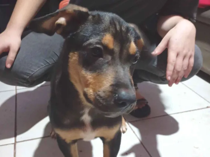Cachorro raça Rottweiler idade 2 a 6 meses nome Buk