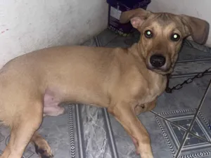 Cachorro raça Não sei idade 2 a 6 meses nome Sansão 