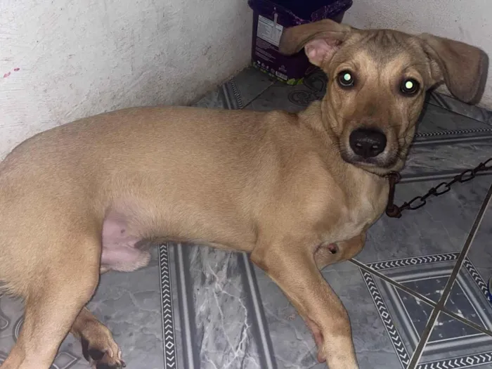 Cachorro raça Não sei idade 2 a 6 meses nome Sansão 