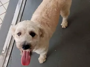 Cachorro raça SRD-ViraLata idade 1 ano nome Luluzinha 