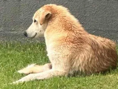 Cachorro raça SRD-ViraLata idade 5 anos nome Laranjinha e Husky - amigos inseparáveis 