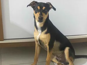 Cachorro raça SRD-ViraLata idade 7 a 11 meses nome Apollo