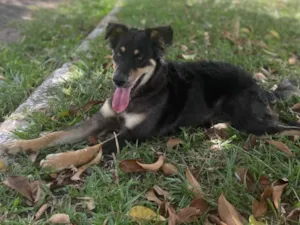 Cachorro raça SRD-ViraLata idade 1 ano nome Meu