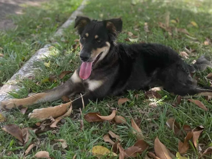 Cachorro raça SRD-ViraLata idade 1 ano nome Meu