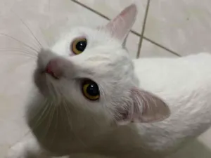 Gato raça SRD-ViraLata idade 2 a 6 meses nome Kate 