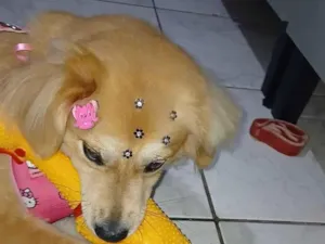 Cachorro raça SRD-ViraLata idade 1 ano nome lua