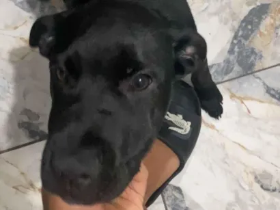 Cachorro raça SRD-ViraLata idade 2 a 6 meses nome ice