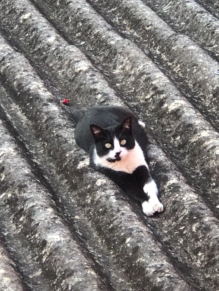 Gato raça SRD-ViraLata idade 2 a 6 meses nome Leona