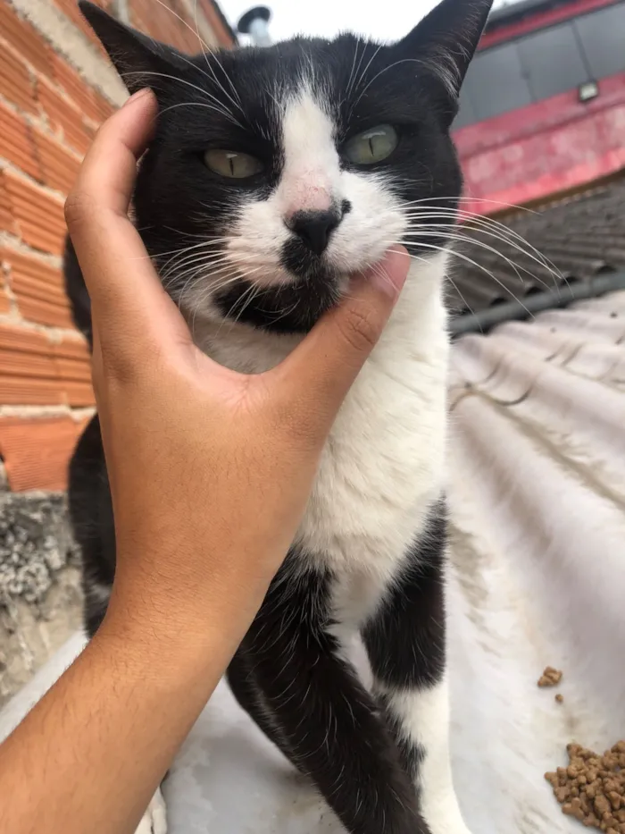 Gato raça SRD-ViraLata idade 2 a 6 meses nome Leona