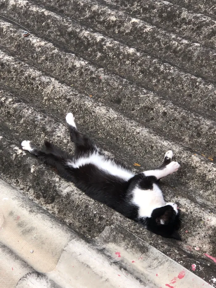 Gato raça SRD-ViraLata idade 2 a 6 meses nome Leona