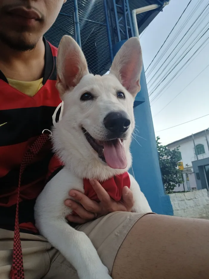Cachorro raça Pastor Alemão idade 2 a 6 meses nome RADIJA