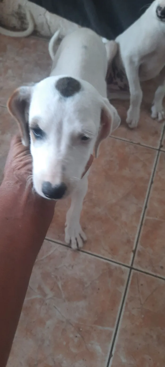 Cachorro raça SRD-ViraLata idade 2 a 6 meses nome sem nome ainda