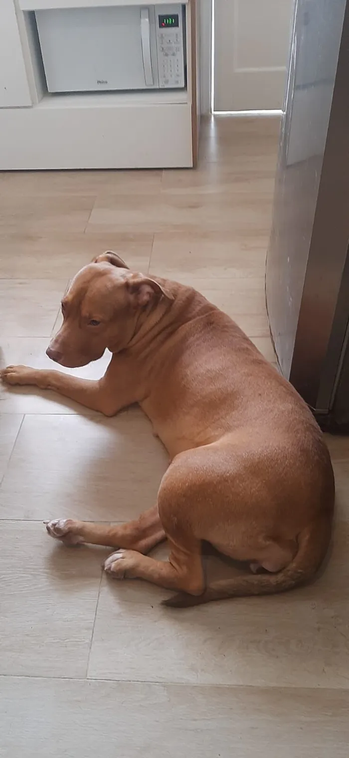 Cachorro raça Pit-Bull idade 2 anos nome iara