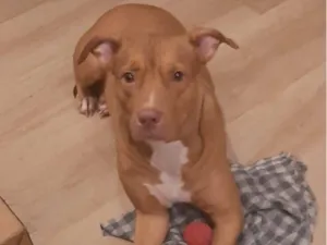 Cachorro raça Pit-Bull idade 2 anos nome iara