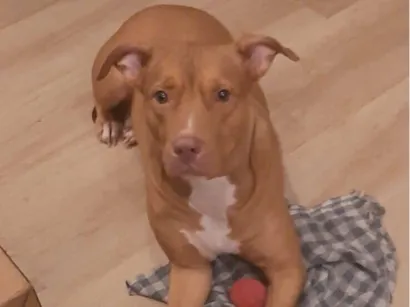 Cachorro raça Pit-Bull idade 2 anos nome iara