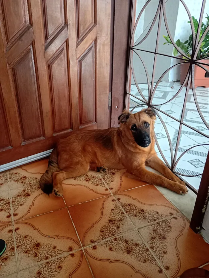 Cachorro raça SRD-ViraLata idade 2 a 6 meses nome kikrs