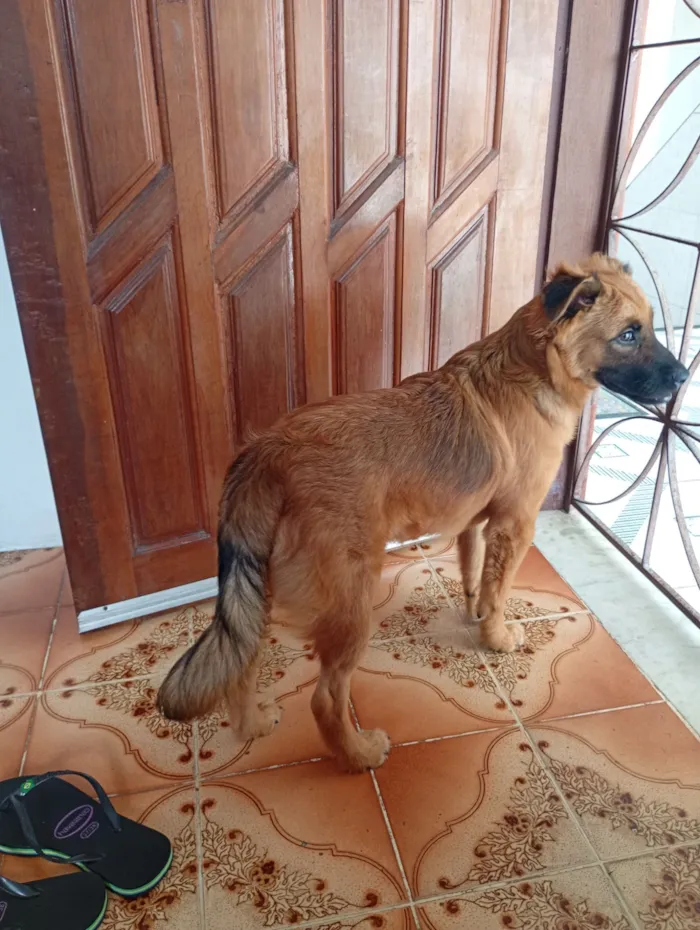 Cachorro raça SRD-ViraLata idade 2 a 6 meses nome kikrs