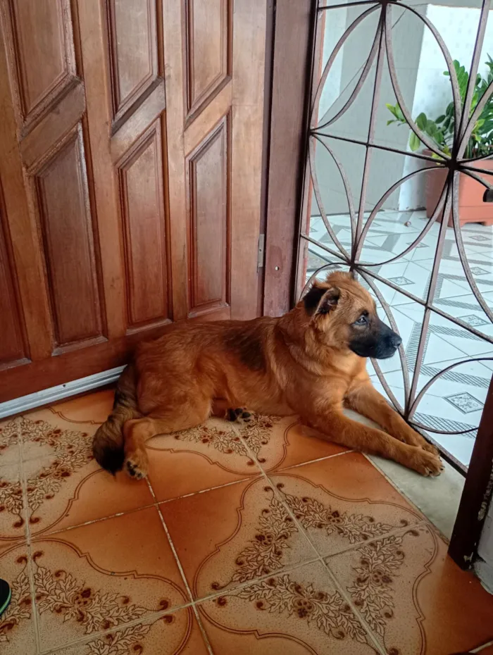 Cachorro raça SRD-ViraLata idade 2 a 6 meses nome kikrs