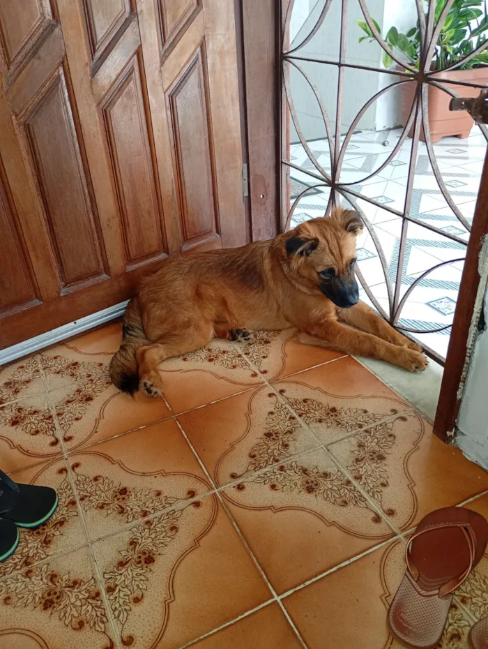 Cachorro raça SRD-ViraLata idade 2 a 6 meses nome kikrs